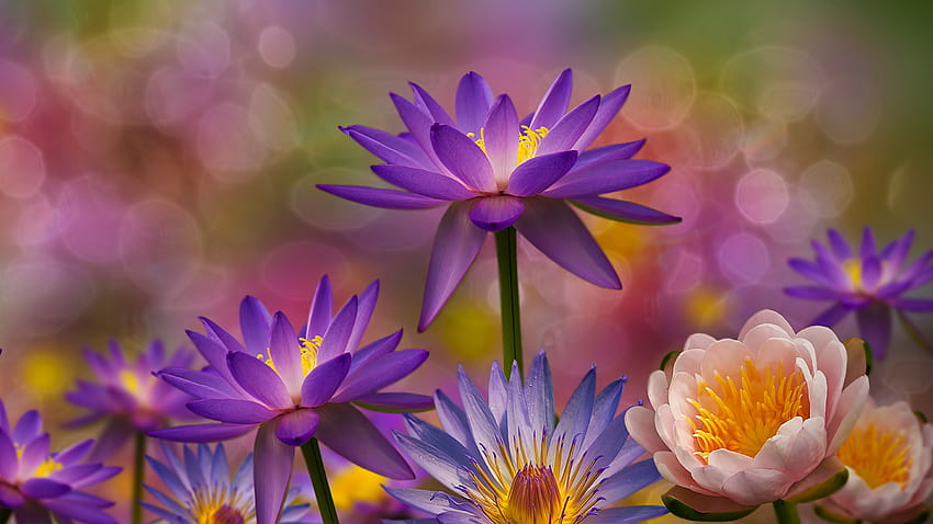 Bokeh Earth Flower Lotus Purple Flower Water Lily - Resolution: HD wallpaper