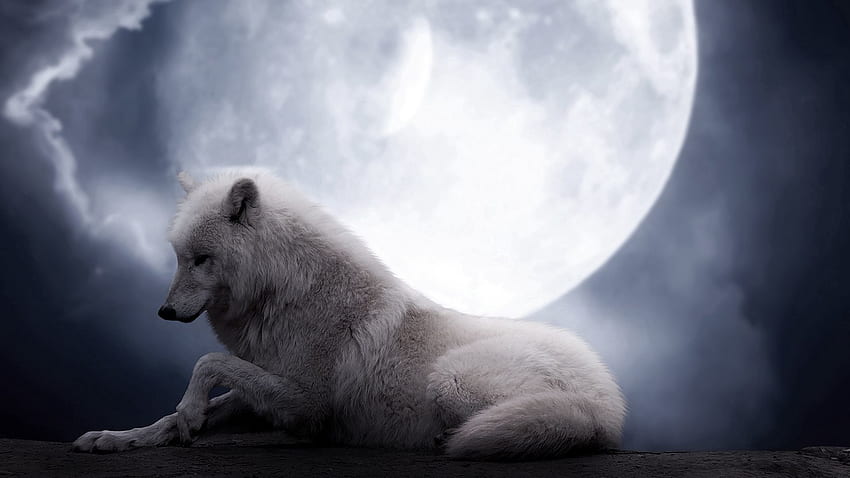 สัตว์, ดวงจันทร์, นอนลง, โกหก, นักล่า, หมาป่า วอลล์เปเปอร์ HD