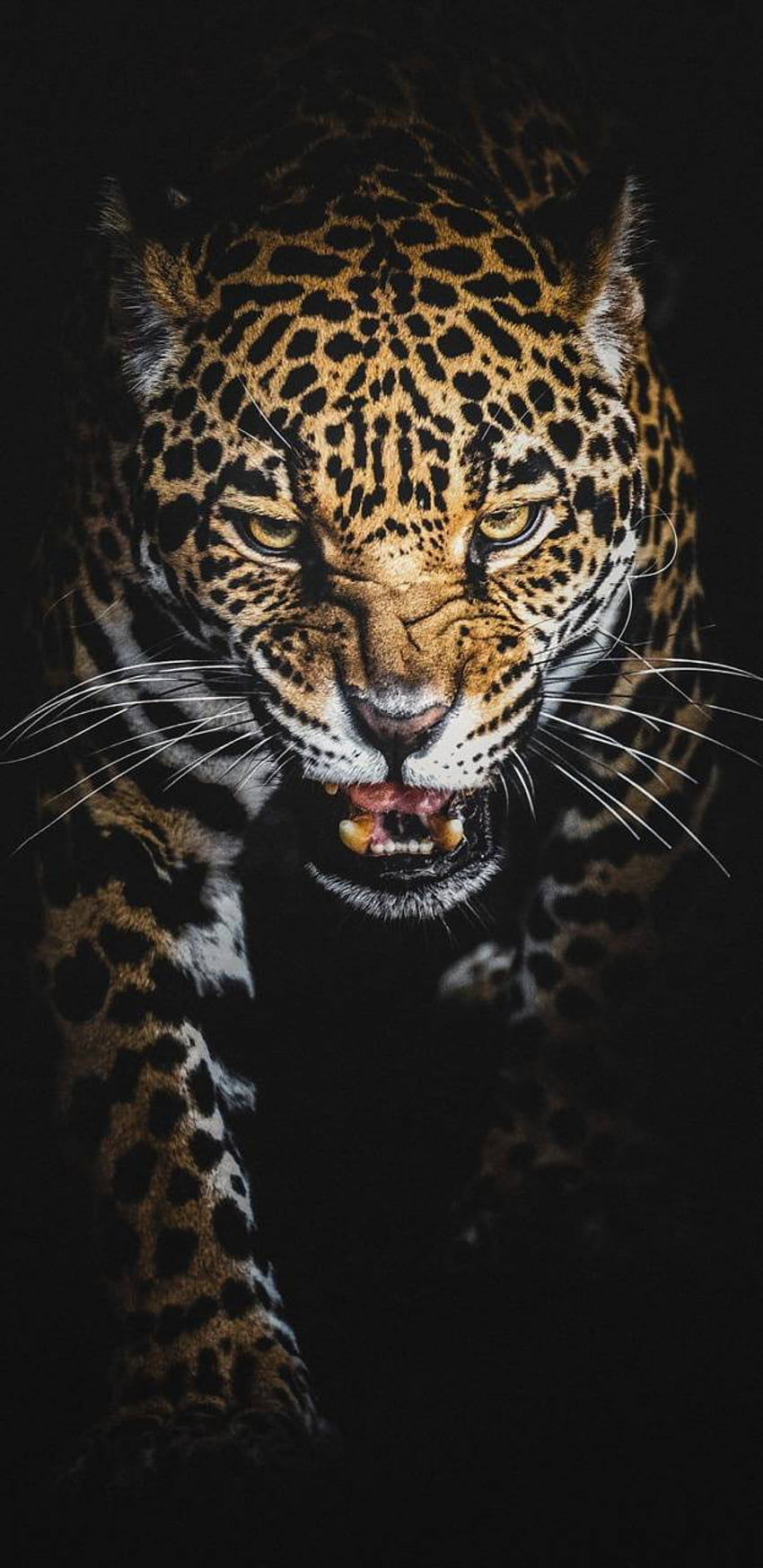 Guerrero jaguar, Kızgın Jaguar HD telefon duvar kağıdı