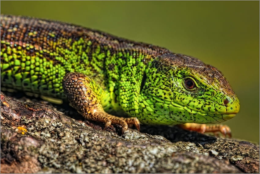 Tiere, Farbe, Anblick, Meinung, Eidechse, Reptil HD-Hintergrundbild