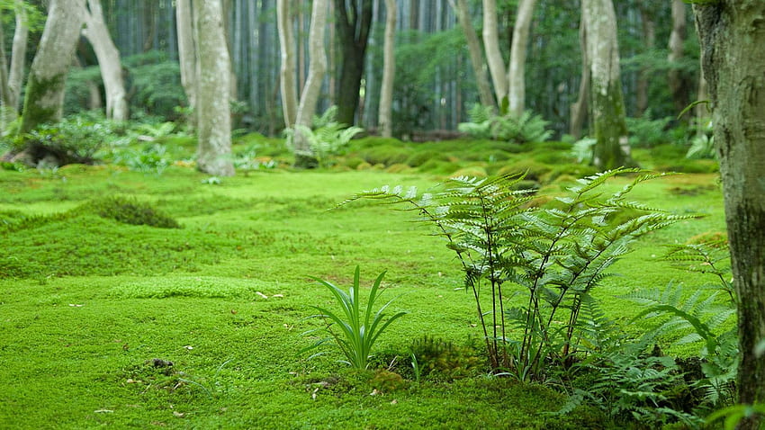 Japan Forest Hd Wallpaper Pxfuel