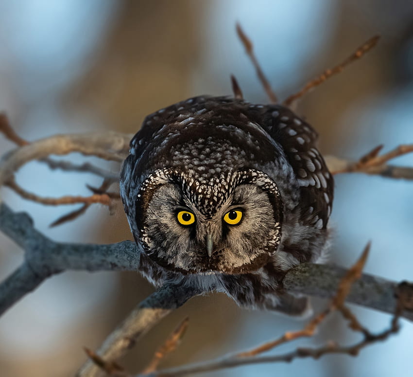 Yellow eyes of owl bird, curious predator HD wallpaper
