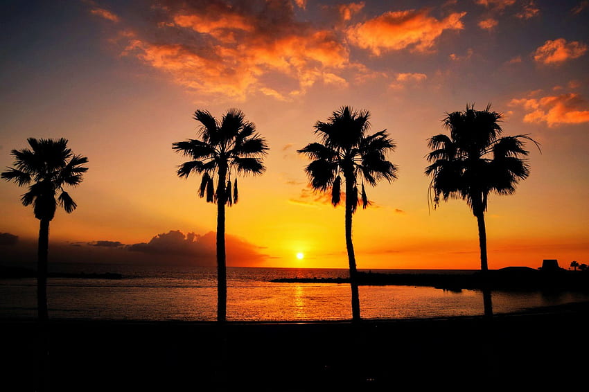 Gran Canaria, Spain, sea, island, palms, clouds, sky, sunset HD wallpaper