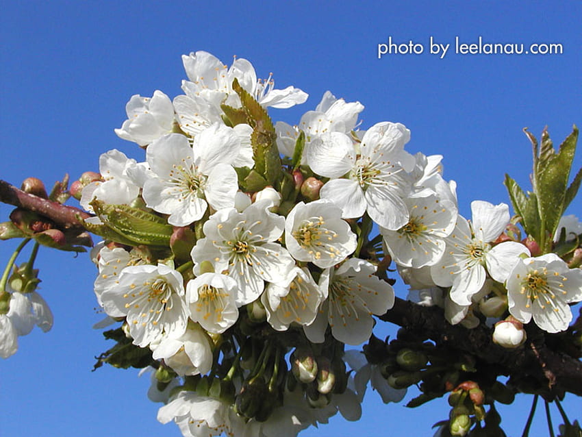 Sakura flowers, blue, sky, cheery, blossom HD wallpaper