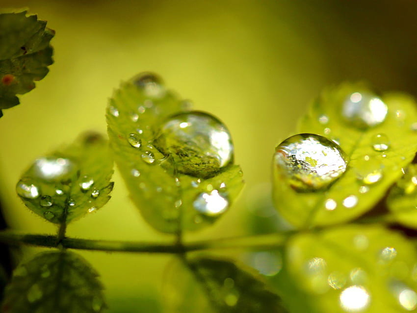 Green nature wall leaves grass water drops Flora floral, 3D Leaves HD wallpaper