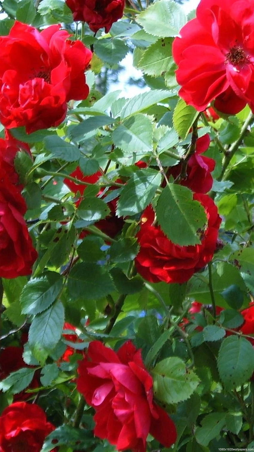 Beautiful Flower Green Rose - Phone Flower, Green Roses HD phone wallpaper  | Pxfuel