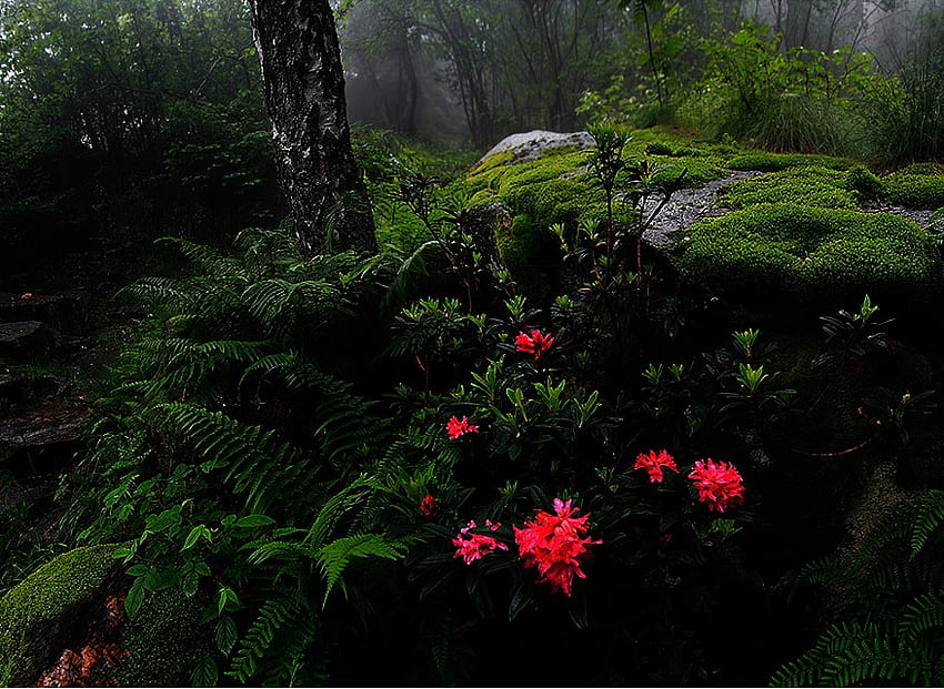 Forest flowers, red, beautiful, flowers, greens, forest, rock HD wallpaper