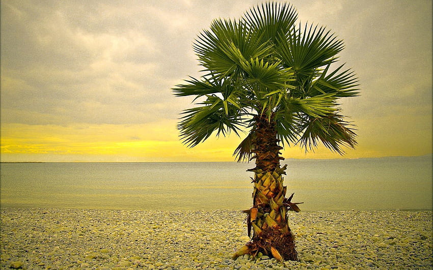 Nature, Pebble, Beach, Shore, Bank, Palm, Lonely HD wallpaper