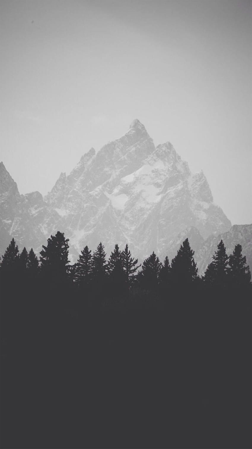 Berggipfel hinter Pinienwald Schwarzweiß HD-Handy-Hintergrundbild