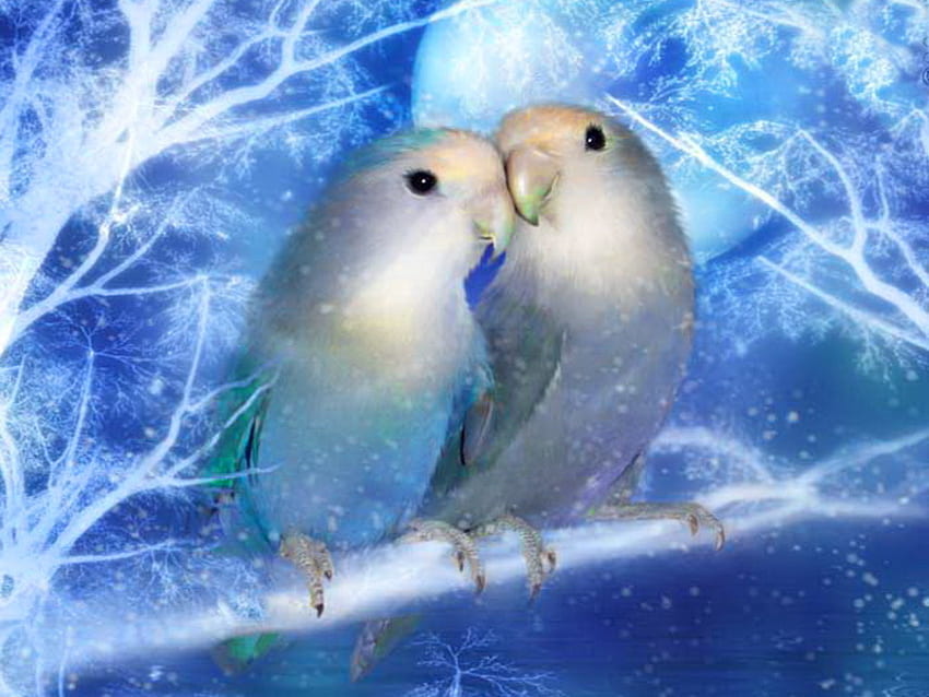 Bird's love, blue, winter, birds, parakeets, budgy, branch, animals, love, couple HD wallpaper