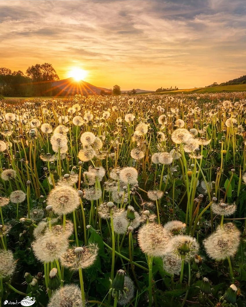 Dandelion field, Germany. Fields graphy, Nature graphy, wall collage HD phone wallpaper