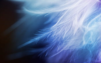 Feather and background HD wallpapers | Pxfuel