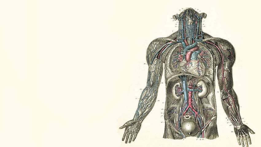 Anatomy Computer , Background. . Medical , Human anatomy , Human anatomy, Skeleton Anatomy HD wallpaper