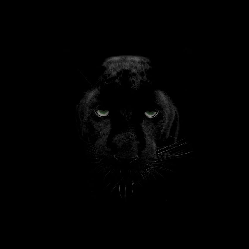 panther, predator, big cat, wildlife, look, Black Jaguar Animal HD phone wallpaper