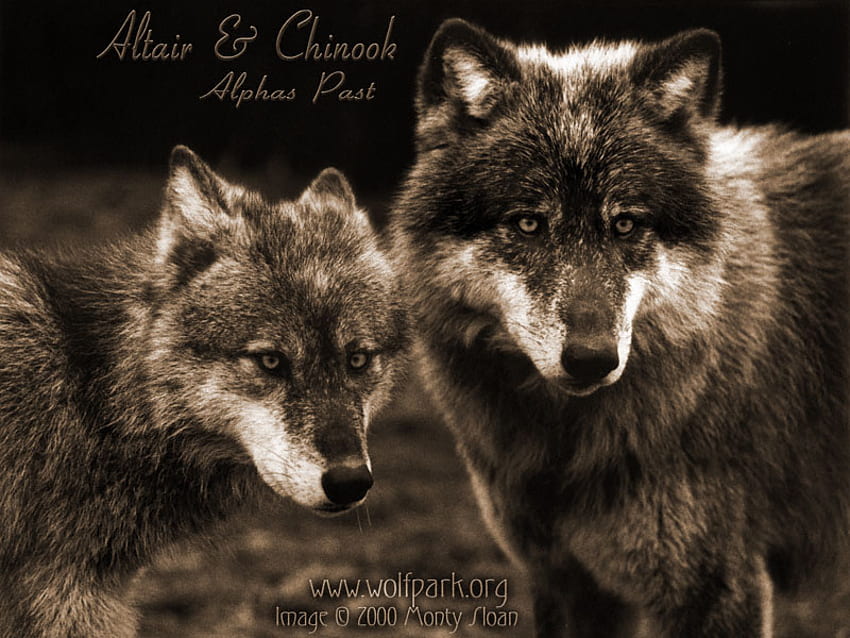 2 lobos alfa, lobos de madeira, lobos, lobos cinzentos, lobos alfa papel de parede HD