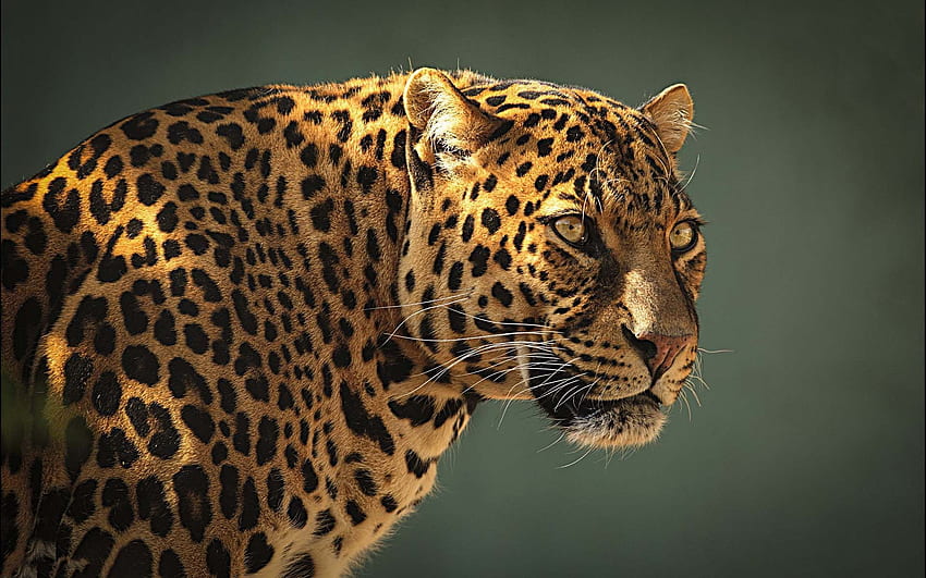 Tło Animal Leopard Cool 1920 1200. Zwierzęta Tapeta HD