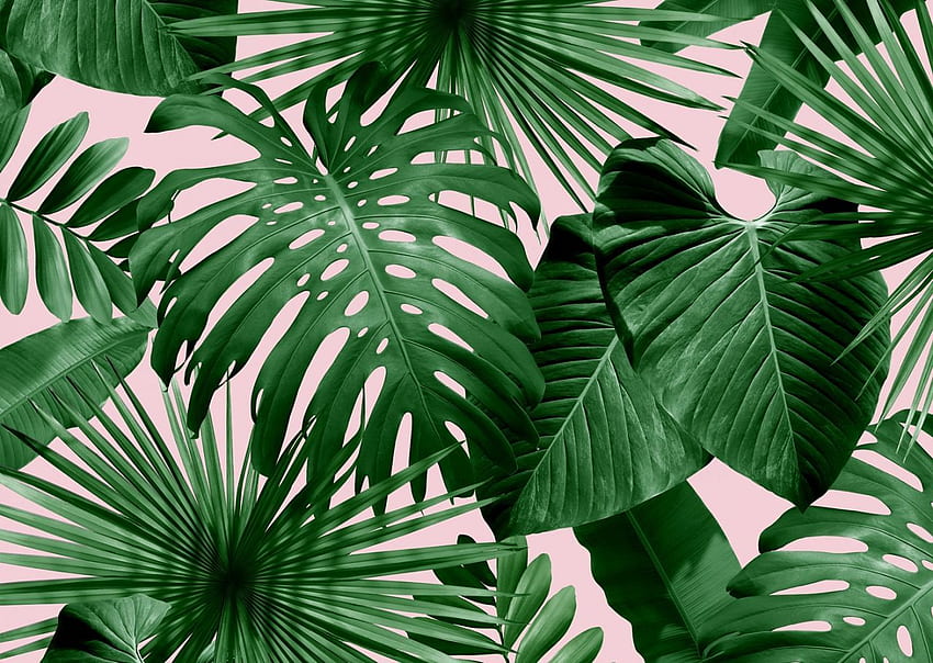 Palm, Pink and Green Leaf HD wallpaper | Pxfuel