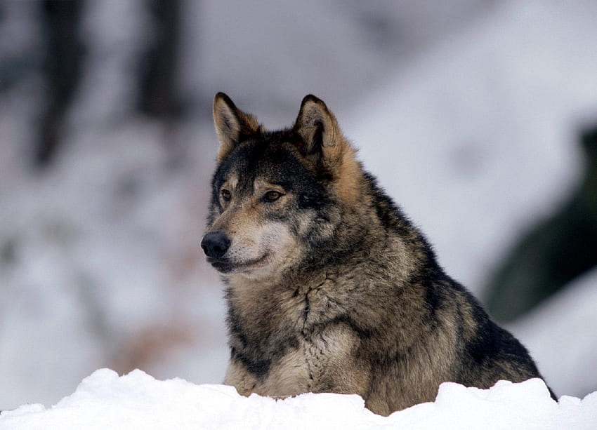 Animals, Snow, Predator, Wolf, Sight, Opinion, Alertness HD wallpaper