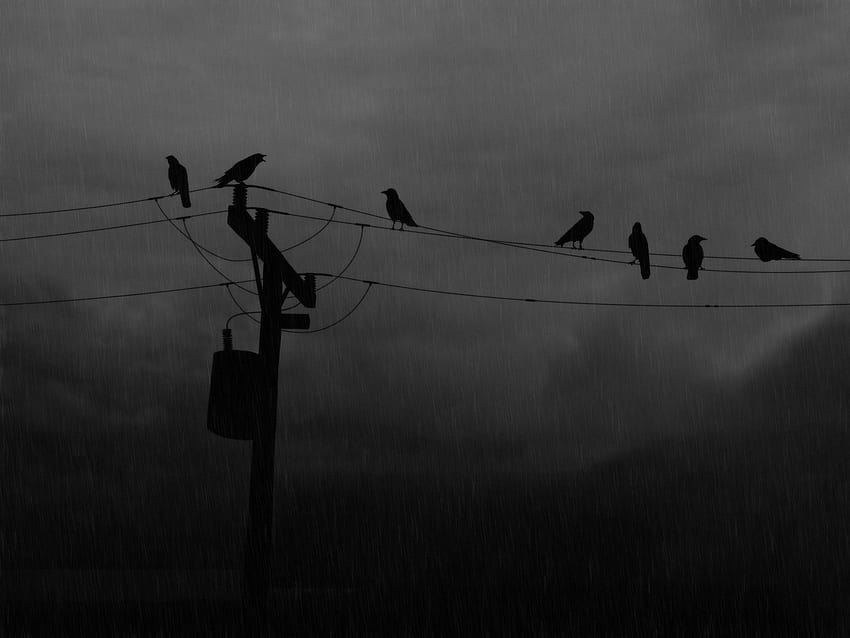 dark, grayscale, murder, power lines, crows HD wallpaper