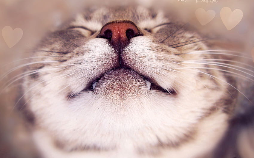 Cat, Animals, Muzzle, Heart, Nose, Satisfied, Content HD wallpaper