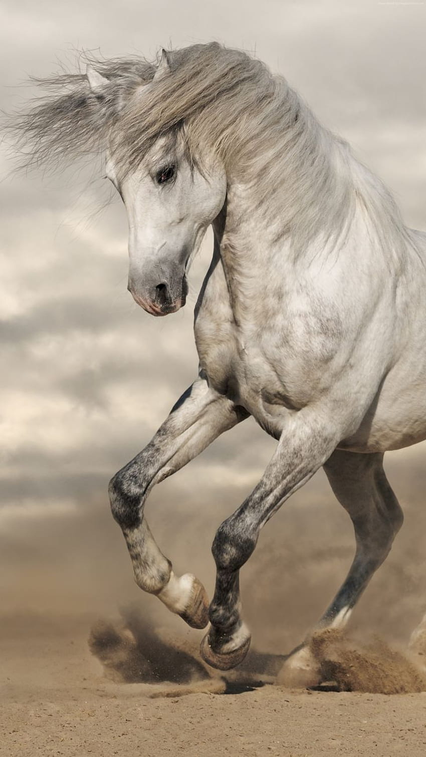 Akshaykumar sawant on Pferde. Horses, Horse , Pretty horses, Horse Love HD phone wallpaper