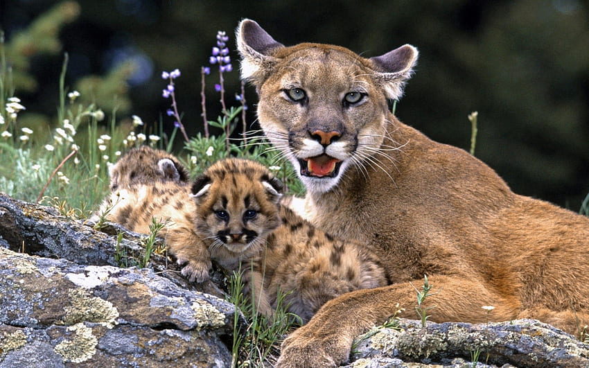 Animals, Puma, Young, Care, Cubs HD wallpaper