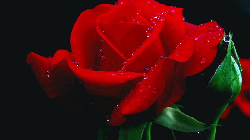 Flower For Laptop Group - Rose 3D - & Background, Red Flower HD wallpaper