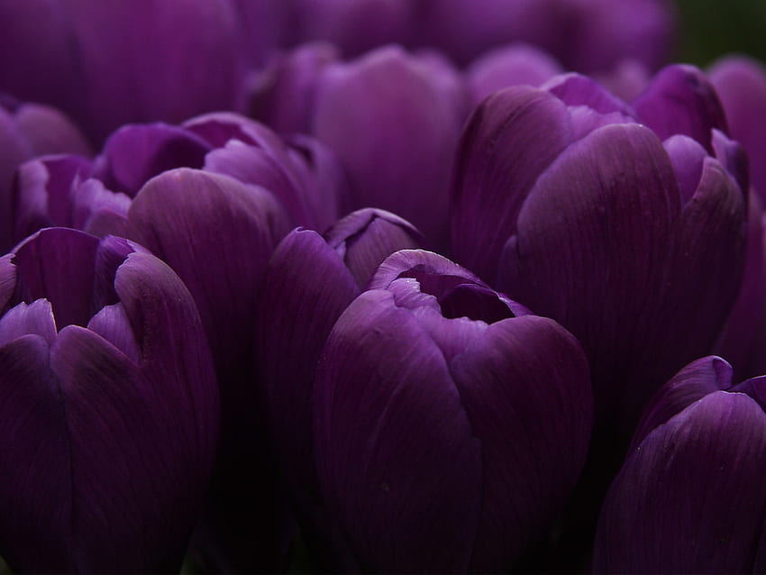 Plants, Flowers, Tulips, Violet HD wallpaper