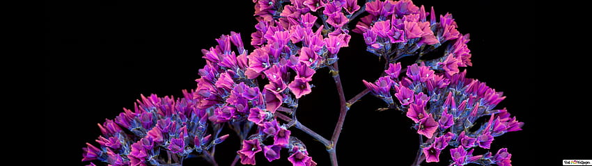 Лилави цветя на минзухар , 5120x1440 Лилаво HD тапет