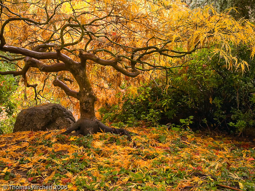 autumn glow, golden, japanese, maple, glow, trees, autumn HD wallpaper