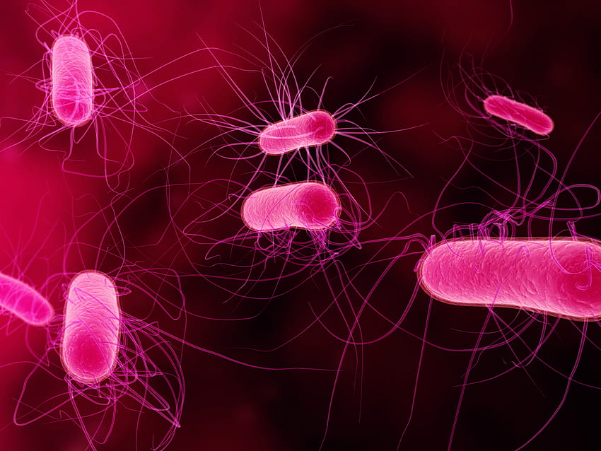 Bakteri Berbulu Pajak pada kantong plastik membantu, Mikroorganisme Wallpaper HD