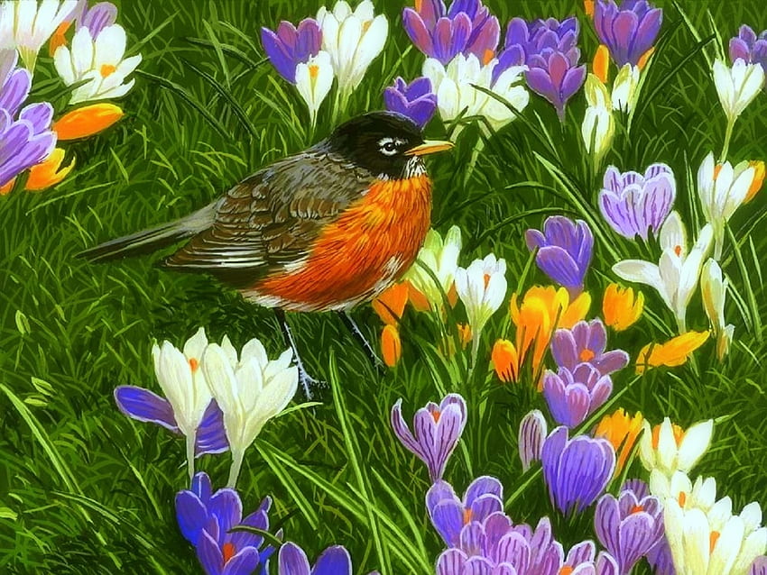 Spring Robin with Crocuses, love four seasons, birds, animals, nature, flowers, paintings, spring, crocuses HD wallpaper