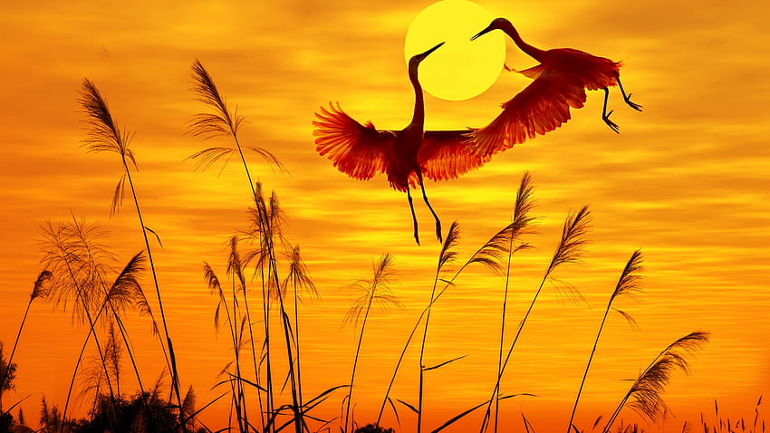 Dancing cranes, minimalism, warm, orange, sunset, roy, cranes, graphy, grass, abstract, pretty HD wallpaper