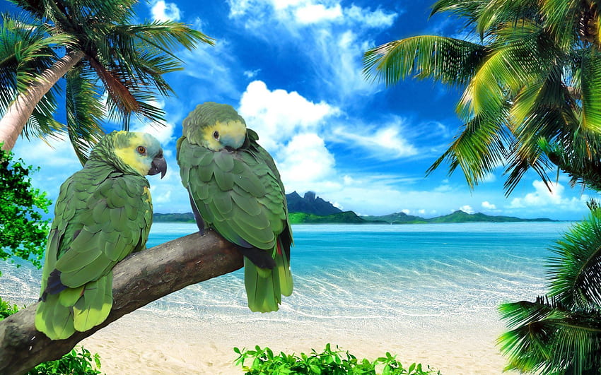 Animals, Sky, Parrots, Sea, Summer, Shore, Bank, Couple, Pair HD wallpaper