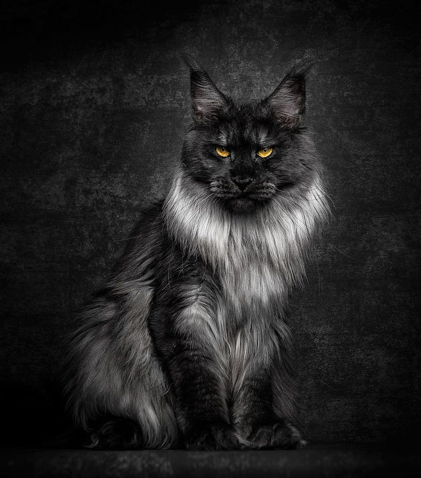 Mythical Beasts: grapher Captures The Majestic Beauty Of Maine Coons. Bored Panda, Black Maine Coon HD phone wallpaper