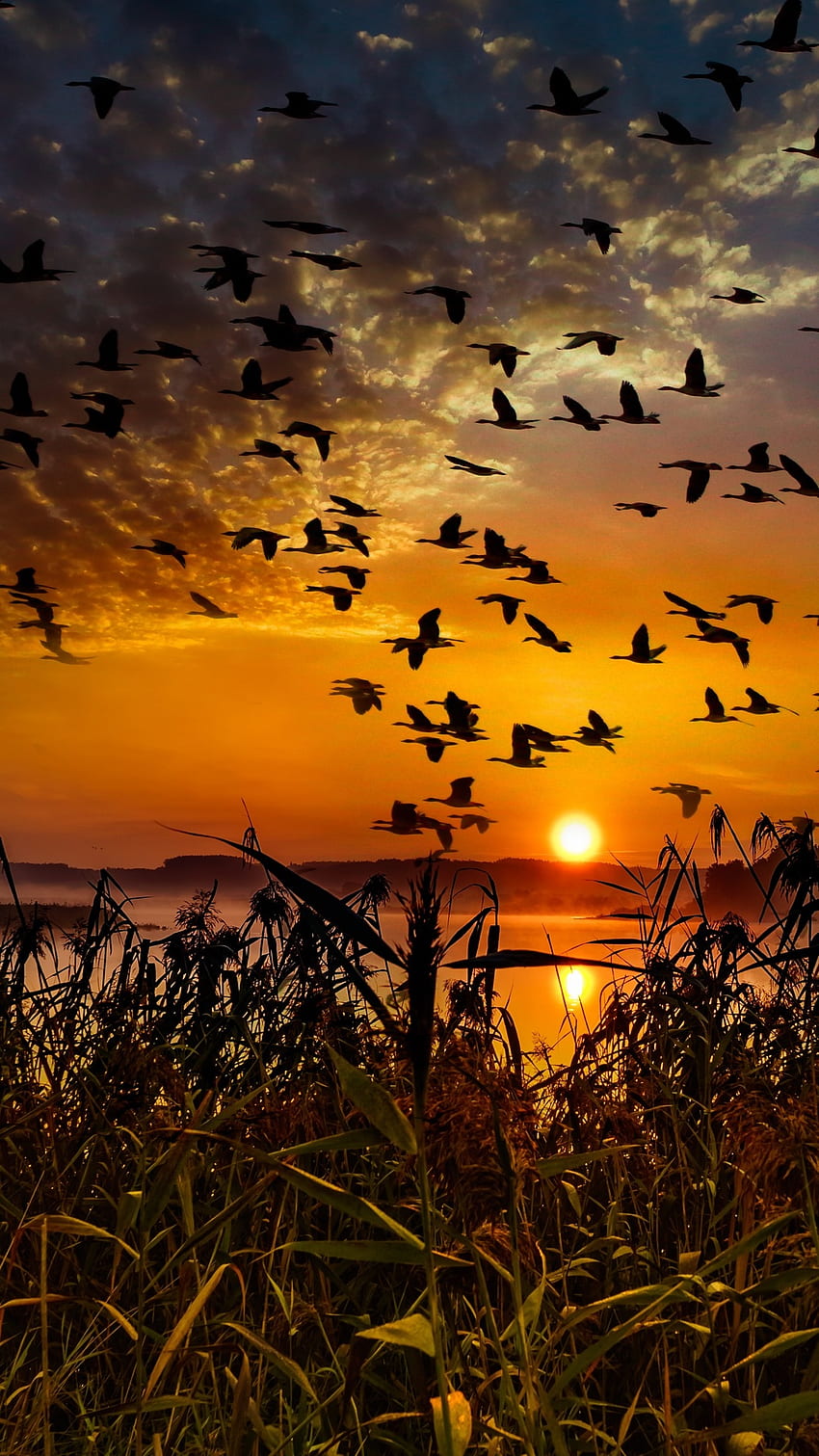 uccelli, volo, alba, tramonto per iPhone 6, 7, 8, Sunset Bird Sfondo del telefono HD