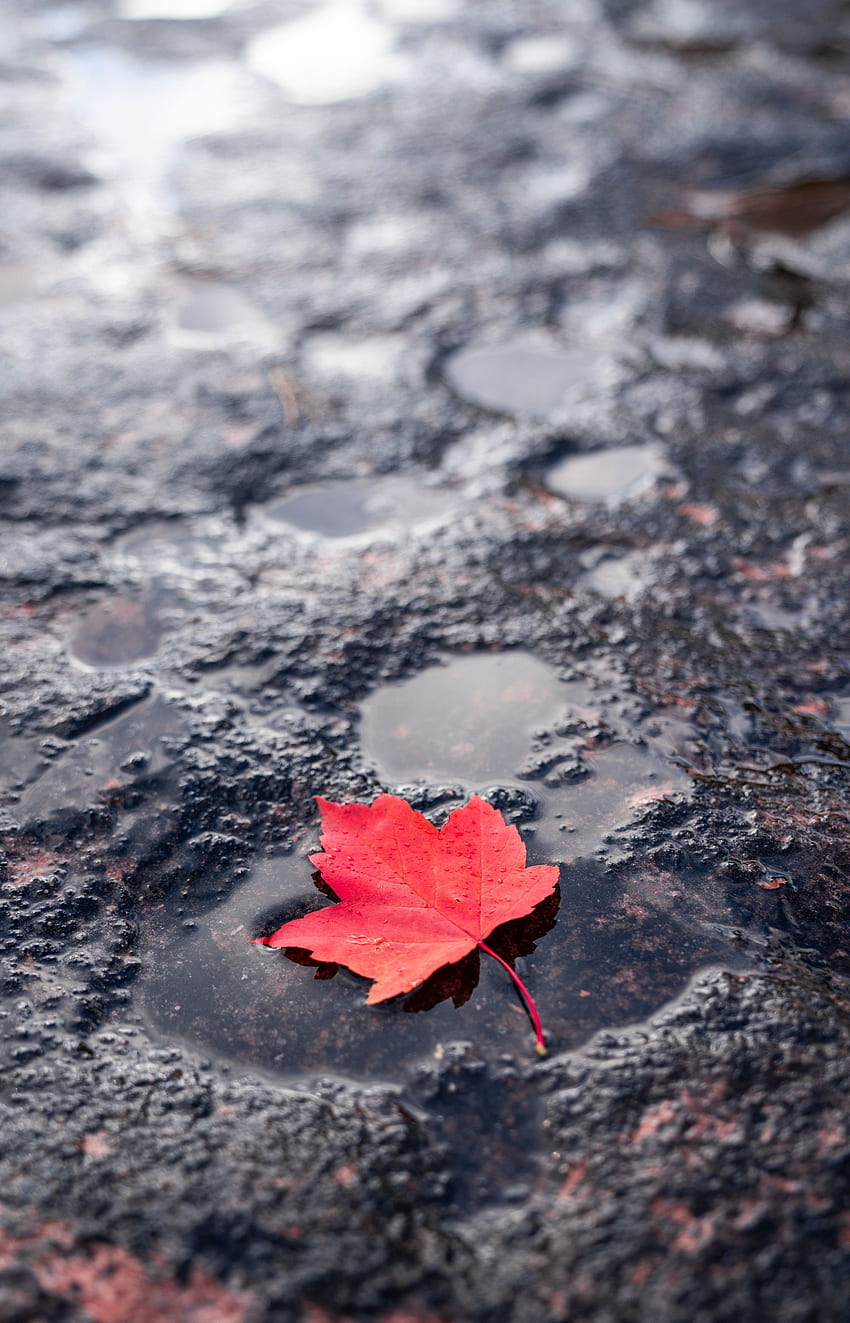 มาโคร เปียก แผ่น ใบไม้ เมเปิ้ล แอ่งน้ำ หลังฝนตก วอลล์เปเปอร์โทรศัพท์ HD