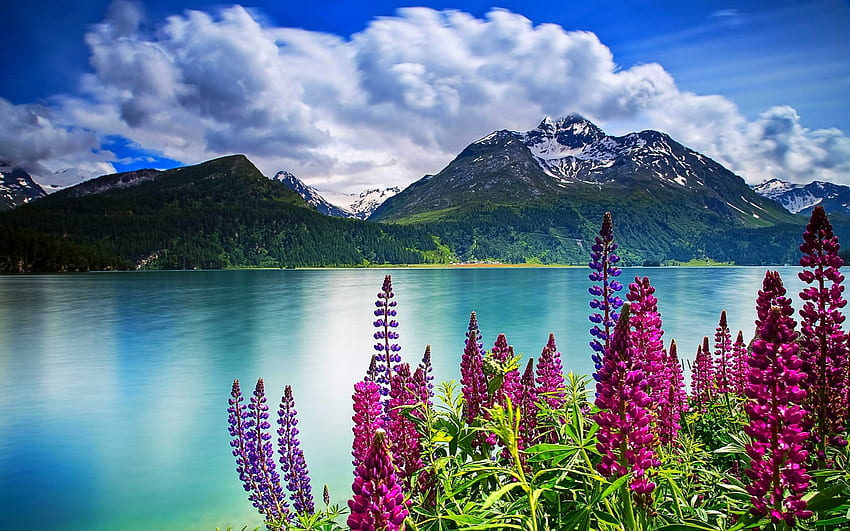 Лупина цветя край езерото, отражение, небе, планина, спокойствие, езеро, спокойствие, хълмове, лято, диви цветя, лупина, облаци HD тапет