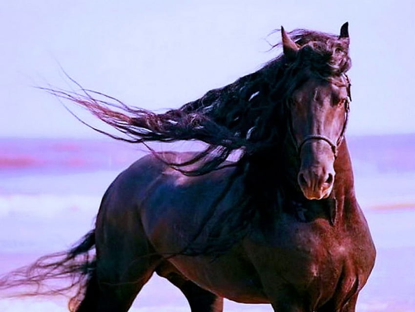 Wild in the wind for Betty, wind, mane, horse, brown, stallion, , wild, beauty HD wallpaper