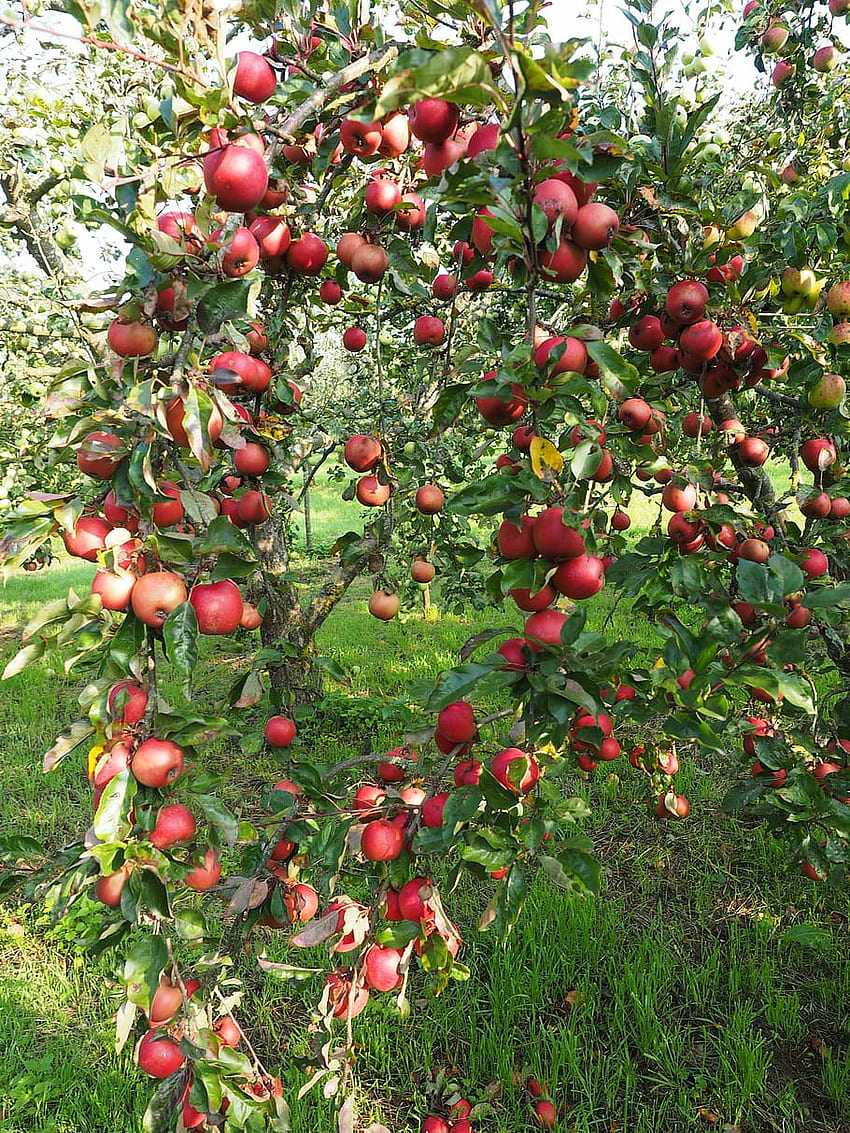: Apple Tree, Fruit, Frisch, red, healthy, vitamins, Orchard HD phone wallpaper