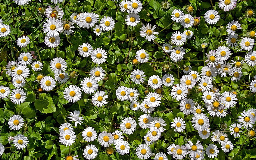 Common Daisies, white, nature, flowers, daisies HD wallpaper