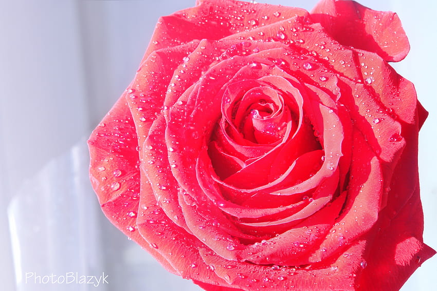 Drops, Flower, Macro, Rose Flower, Rose, Dew HD wallpaper