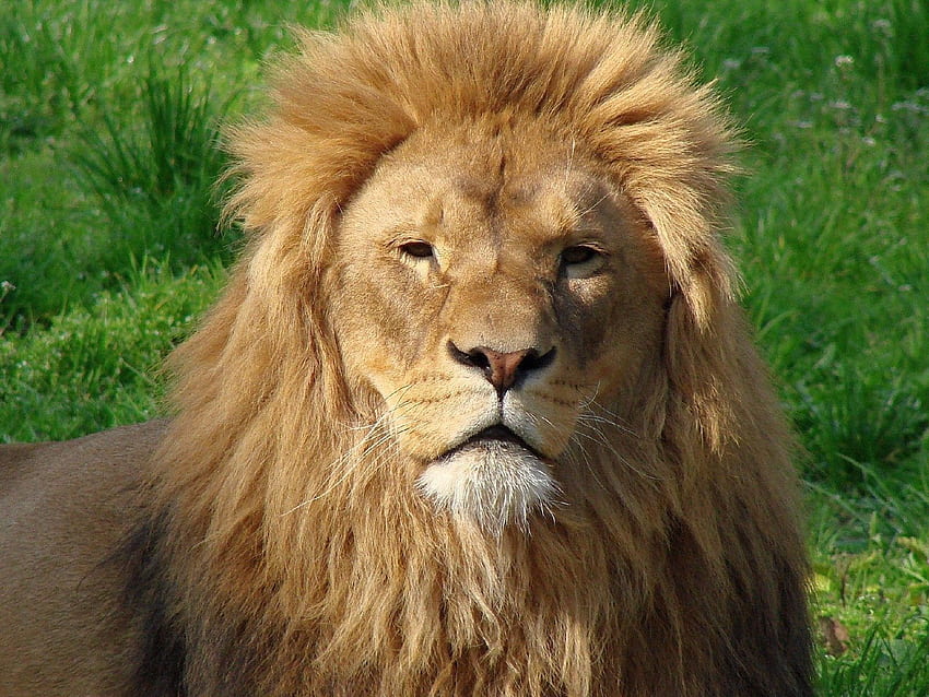สัตว์ หญ้า ปากกระบอกปืน สิงโต นักล่า แมวตัวใหญ่ แผงคอ ขนสัตว์ วอลล์เปเปอร์ HD