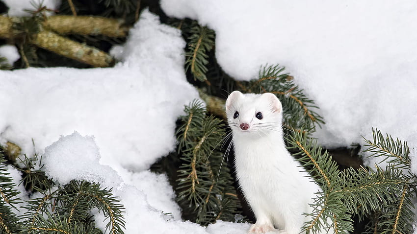 Ermine in Snow via. Animals. Snow, Animal, Winter Animal HD wallpaper