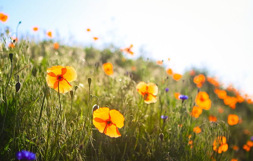 grass, field, flowers, spring, poppies, sunny, buds for , section цветы HD wallpaper