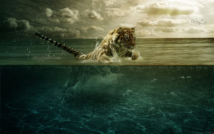 Harimau Indah, laut, harimau, kucing, cantik, binatang, awan, langit, air, melompat Wallpaper HD