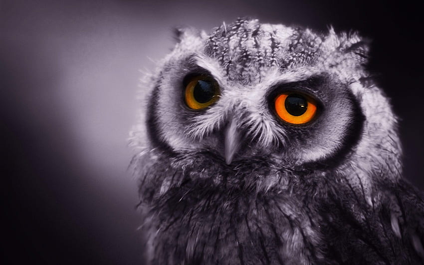 Owl Background, Blue Owl HD wallpaper