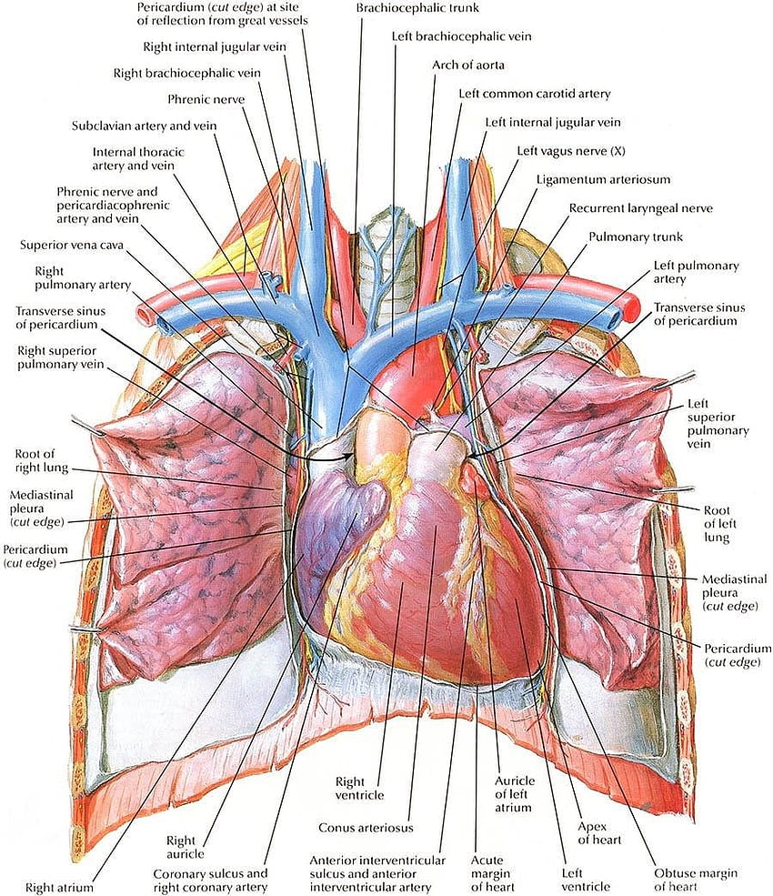 Menschliches Herz-Anatomie-Diagramm-Hintergrund HD-Handy-Hintergrundbild