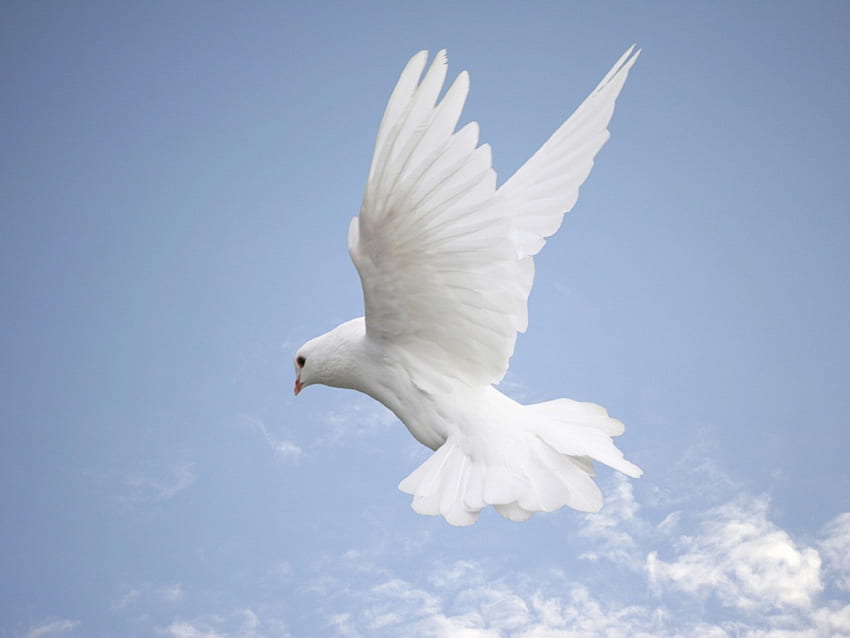 Symbol pokoju, duch, gołąb, ptak, pokój, harmonia Tapeta HD