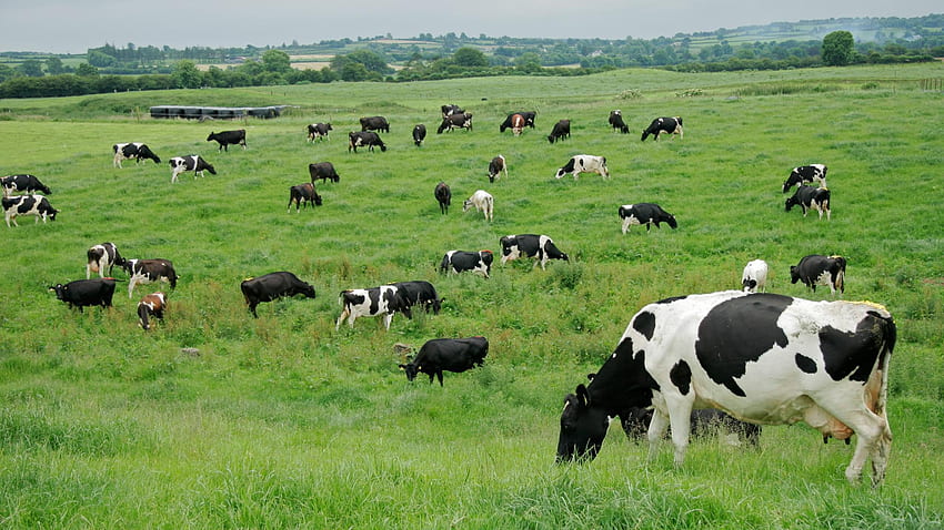 Milchbauernhof . Siehe mehr, Kuhfarm HD-Hintergrundbild